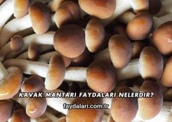 Kavak Mantarı Faydaları Nelerdir?