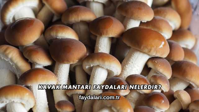 Kavak Mantarı Faydaları Nelerdir?