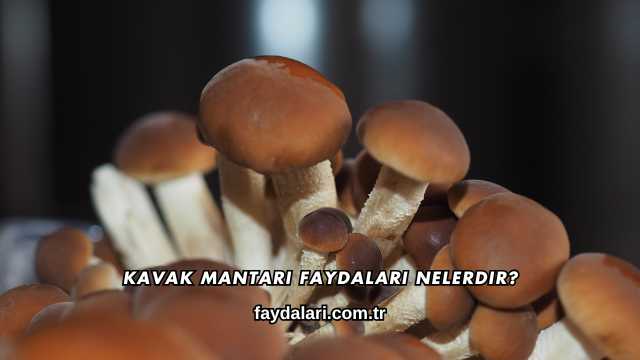 Kavak Mantarı Faydaları Nelerdir?