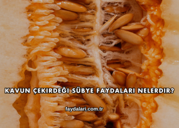 Kavun Çekirdeği Sübye Faydaları Nelerdir?