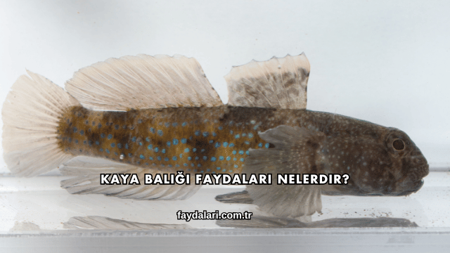 Kaya Balığı Faydaları Nelerdir?