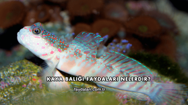 Kaya Balığı Faydaları Nelerdir?