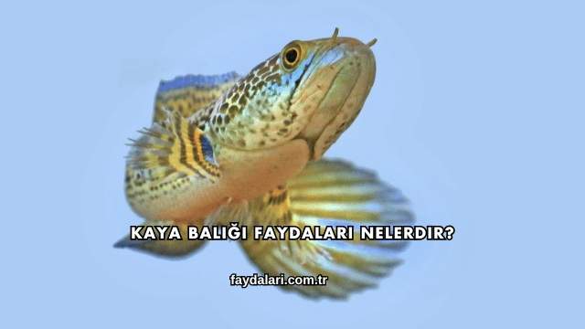 Kaya Balığı Faydaları Nelerdir?