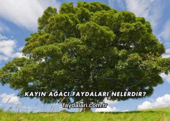 Kayın Ağacı Faydaları Nelerdir?