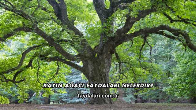 Kayın Ağacı Faydaları Nelerdir?