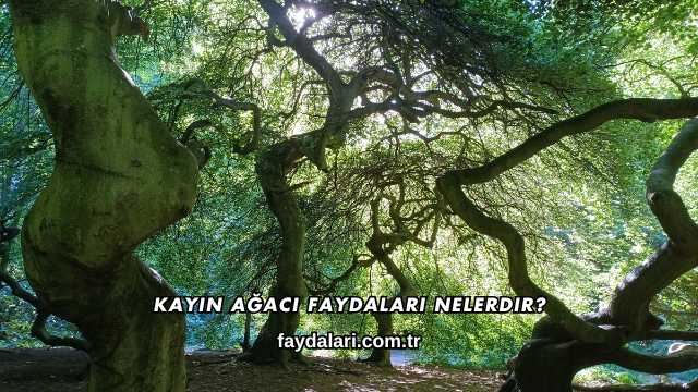 Kayın Ağacı Faydaları Nelerdir?