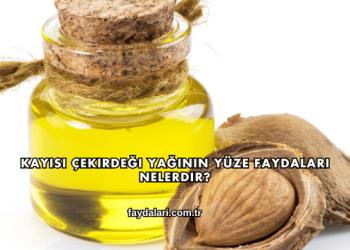 Kayısı Çekirdeği Yağının Yüze Faydaları Nelerdir?