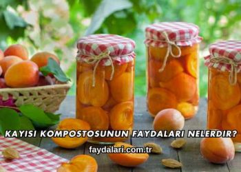Kayısı Kompostosunun Faydaları Nelerdir?