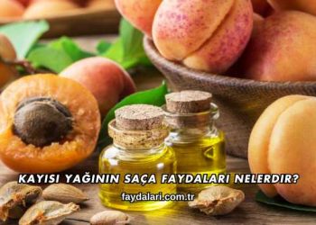 Kayısı Yağının Saça Faydaları Nelerdir?
