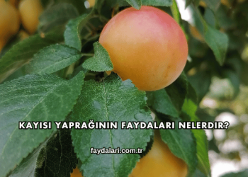 Kayısı Yaprağının Faydaları Nelerdir?