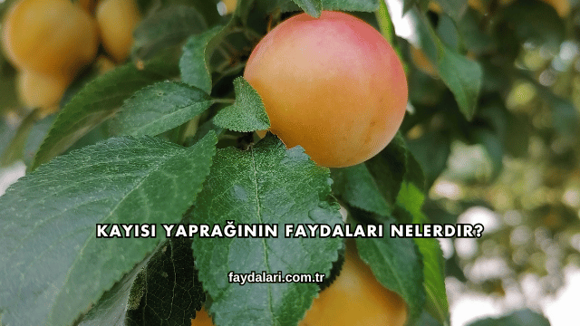 Kayısı Yaprağının Faydaları Nelerdir?