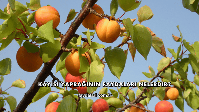 Kayısı Yaprağının Faydaları Nelerdir?