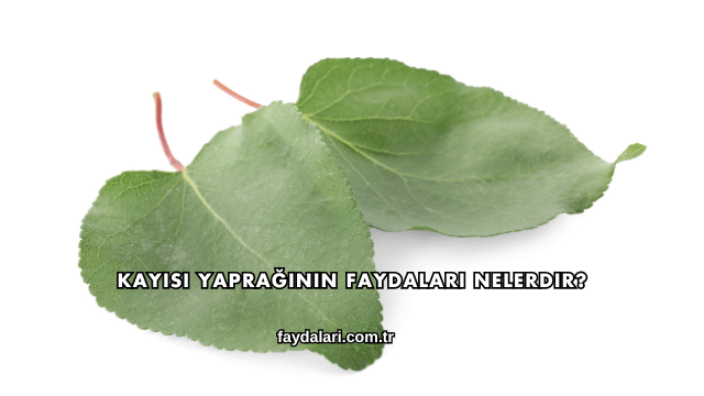 Kayısı Yaprağının Faydaları Nelerdir?