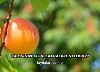 Kayısının Cilde Faydaları Nelerdir?