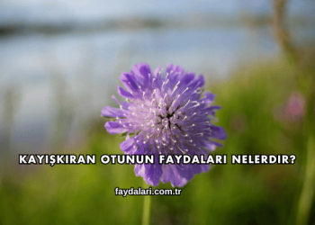 Kayışkıran Otunun Faydaları Nelerdir?