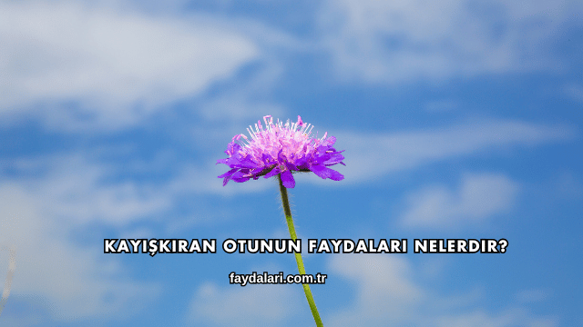 Kayışkıran Otunun Faydaları Nelerdir?