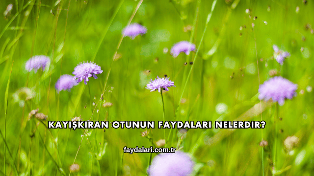 Kayışkıran Otunun Faydaları Nelerdir?
