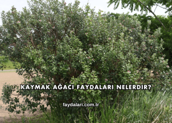Kaymak Ağacı Faydaları Nelerdir?