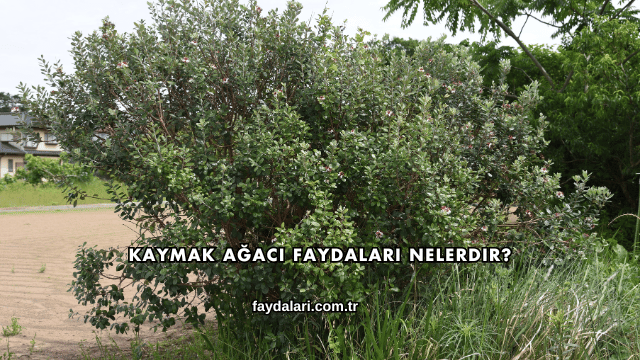 Kaymak Ağacı Faydaları Nelerdir?