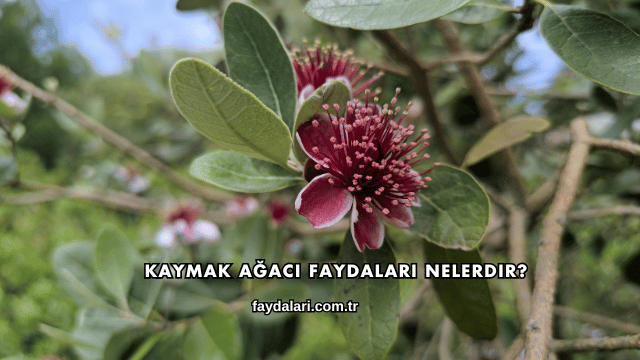 Kaymak Ağacı Faydaları Nelerdir?