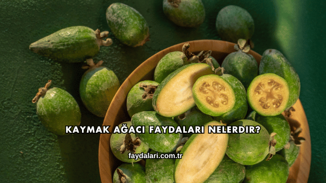 Kaymak Ağacı Faydaları Nelerdir?