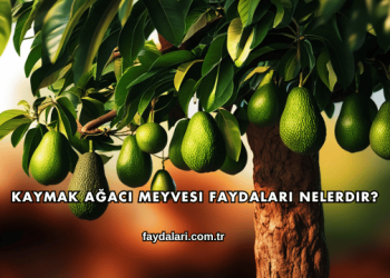 Kaymak Ağacı Meyvesi Faydaları Nelerdir?