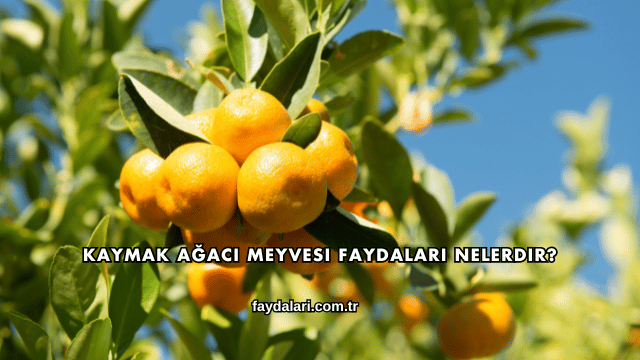 Kaymak Ağacı Meyvesi Faydaları Nelerdir?