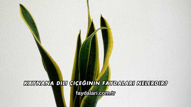 Kaynana Dili Çiçeğinin Faydaları Nelerdir?