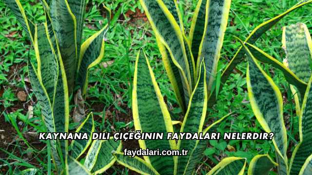 Kaynana Dili Çiçeğinin Faydaları Nelerdir?