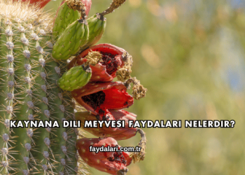 Kaynana Dili Meyvesi Faydaları Nelerdir?