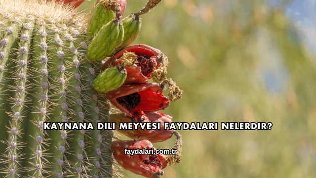 Kaynana Dili Meyvesi Faydaları Nelerdir?