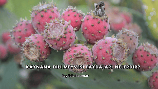 Kaynana Dili Meyvesi Faydaları Nelerdir?