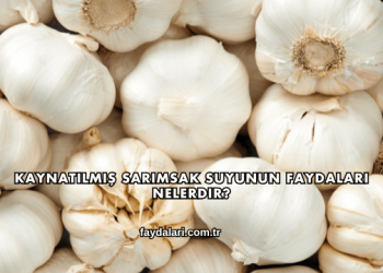 Kaynatılmış Sarımsak Suyunun Faydaları Nelerdir?