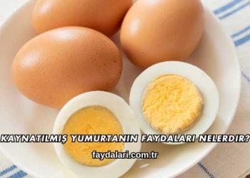 Kaynatılmış Yumurtanın Faydaları Nelerdir?