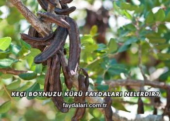 Keçi Boynuzu Kürü Faydaları Nelerdir?