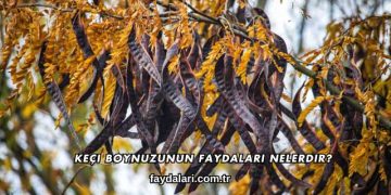 Keçi Boynuzunun Faydaları Nelerdir?