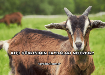 Keçi Gübresinin Faydaları Nelerdir?
