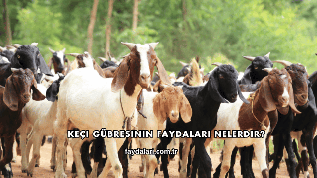 Keçi Gübresinin Faydaları Nelerdir?