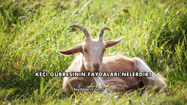 Keçi Gübresinin Faydaları Nelerdir?