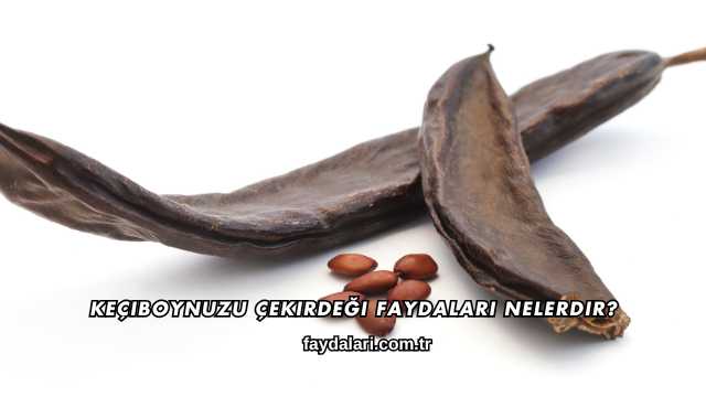 Keçiboynuzu Çekirdeği Faydaları Nelerdir?