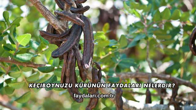 Keçiboynuzu Kürünün Faydaları Nelerdir?