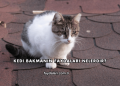 Kedi Bakmanın Faydaları Nelerdir?