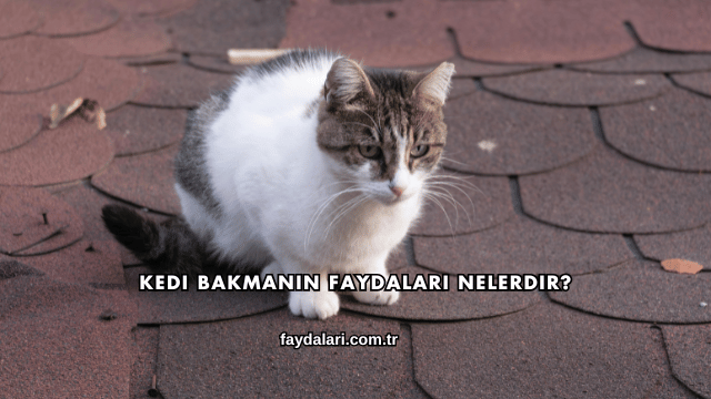 Kedi Bakmanın Faydaları Nelerdir?