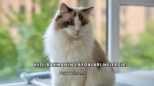 Kedi Bakmanın Faydaları Nelerdir?