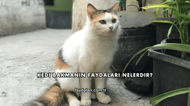 Kedi Bakmanın Faydaları Nelerdir?