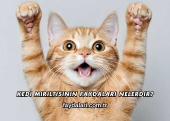 Kedi Mırıltısının Faydaları Nelerdir?