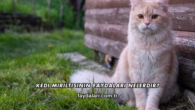 Kedi Mırıltısının Faydaları Nelerdir?