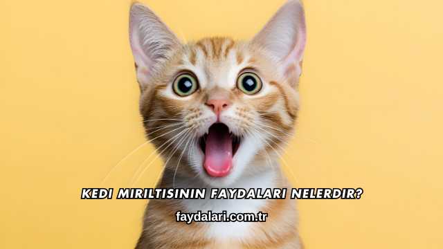Kedi Mırıltısının Faydaları Nelerdir?