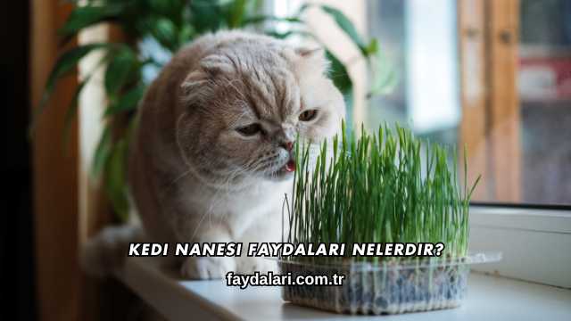 Kedi Nanesi Faydaları Nelerdir?