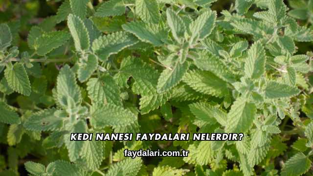 Kedi Nanesi Faydaları Nelerdir?